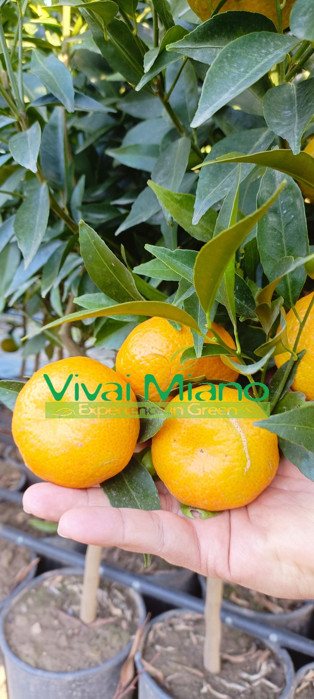 Piante di Clementine e Mandarino