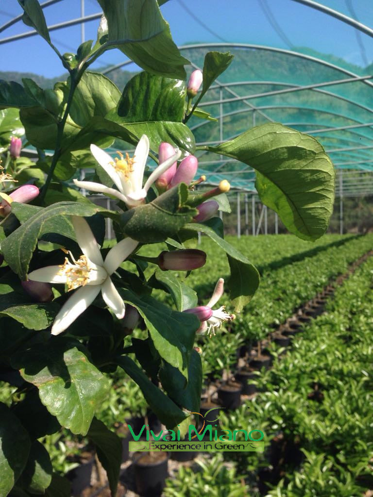 Pianta di Limone (vaso - 24)