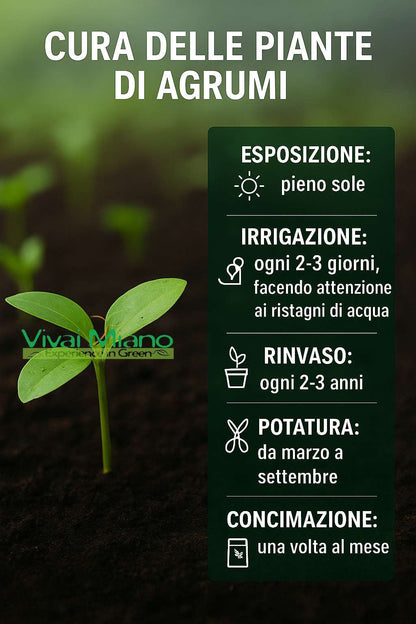 Pianta di Limone Meyer