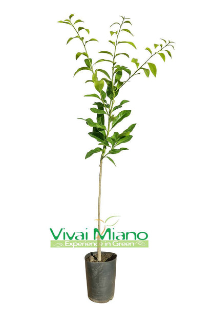 Pianta di Combava Hystrix