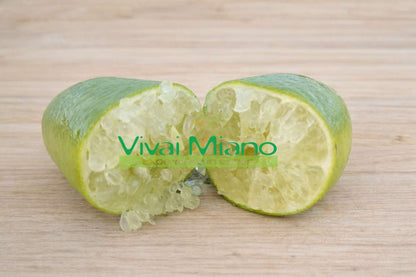 Pianta di Finger Lime Bianco (vaso - 20)