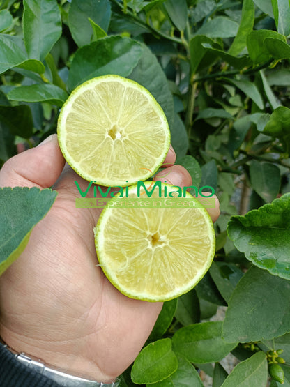 Pianta di Lime (vaso - 20)