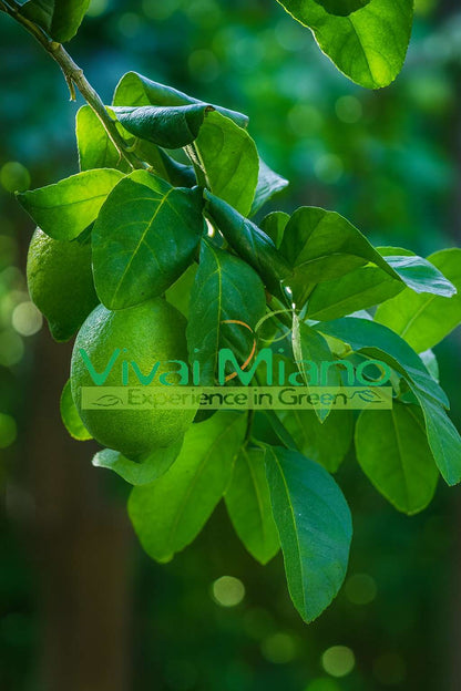 Pianta di Limone Interdonato
