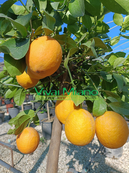 Pianta di Limone Meyer (vaso - 20)