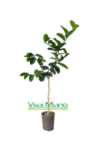 Pianta di Lipo o Limone Imperiale