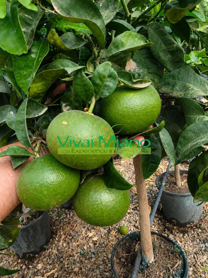 Satsuma Miyagawa mandarīna stāds (pods – 20)