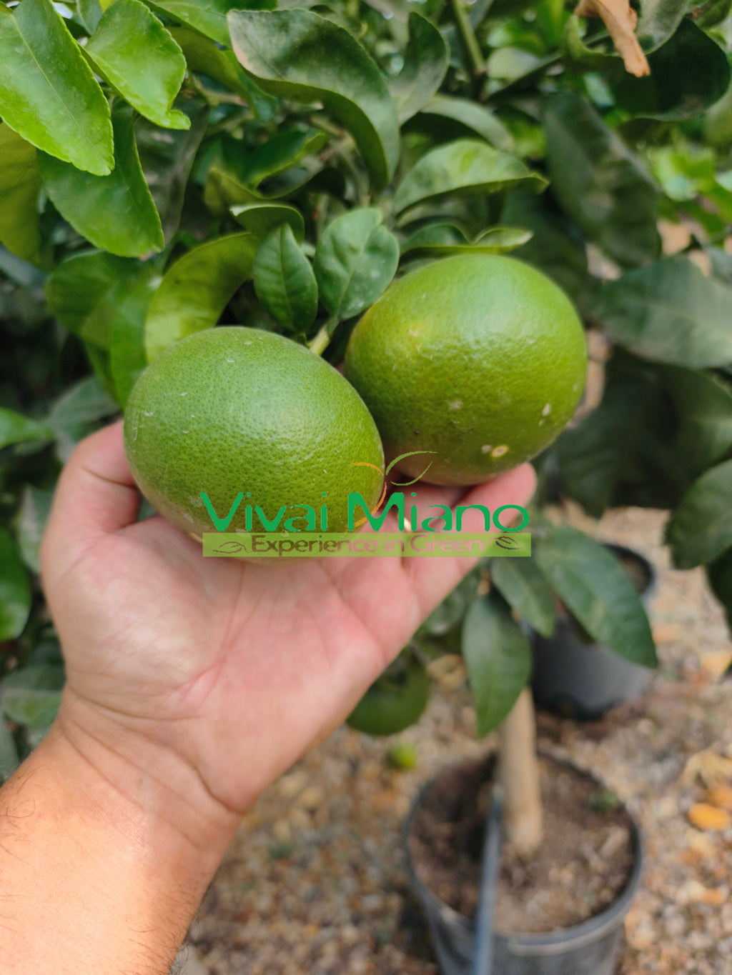 Satsuma Miyagawa mandarīna stāds (pods – 20)