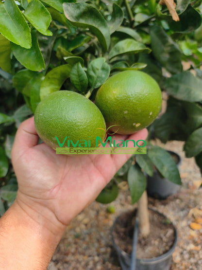 Satsuma Miyagawa mandarīna stāds (pods – 20)